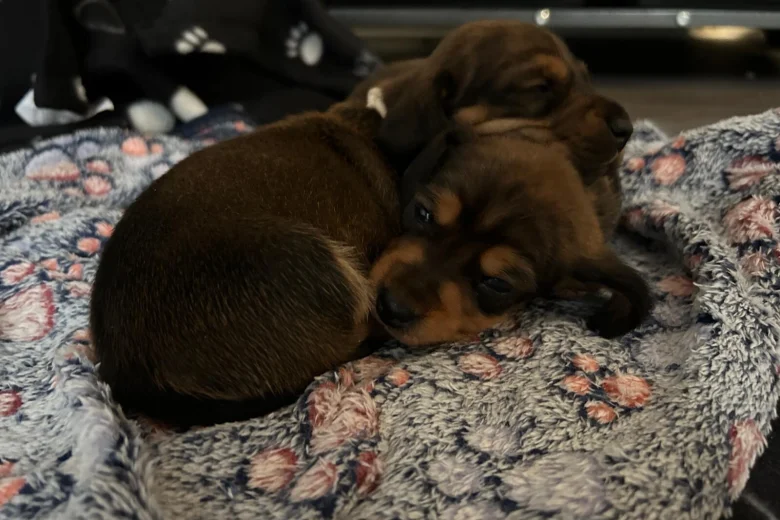 Dachshund (Miniature Smooth Haired)