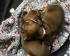 Dachshund (Miniature Smooth Haired)