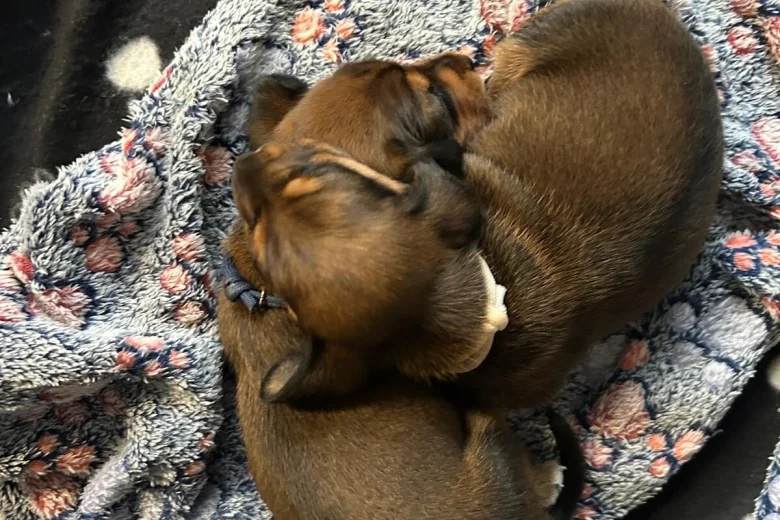 Dachshund (Miniature Smooth Haired)