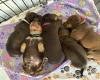 Dachshund (Miniature Smooth Haired)