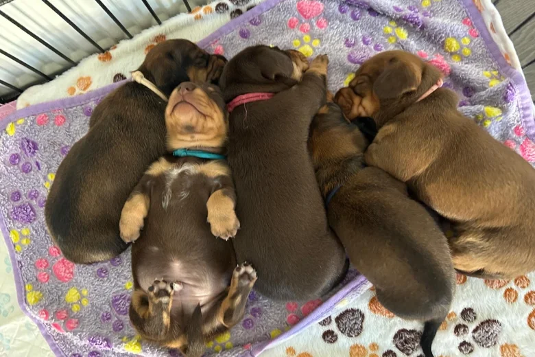 Dachshund (Miniature Smooth Haired)