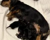 Dachshund (Miniature Long Haired)