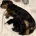 Dachshund (Miniature Long Haired)