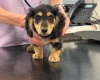 Dachshund (Miniature Long Haired)