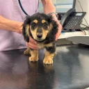 Dachshund (Miniature Long Haired)