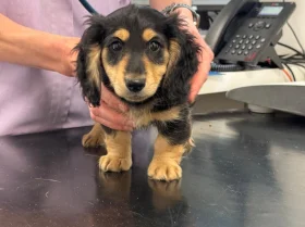 Dachshund (Miniature Long Haired)