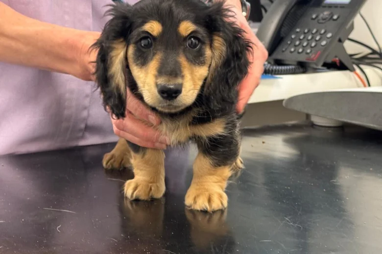 Dachshund (Miniature Long Haired)