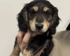 Dachshund (Miniature Long Haired)