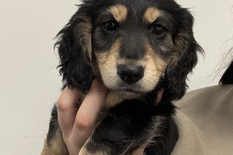 Dachshund (Miniature Long Haired)