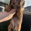 Dachshund (Miniature Long Haired)