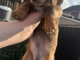 Dachshund (Miniature Long Haired)