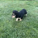 Dachshund (Miniature Long Haired)