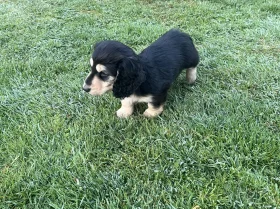 Dachshund (Miniature Long Haired)