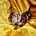Dachshund (Miniature Smooth Haired)
