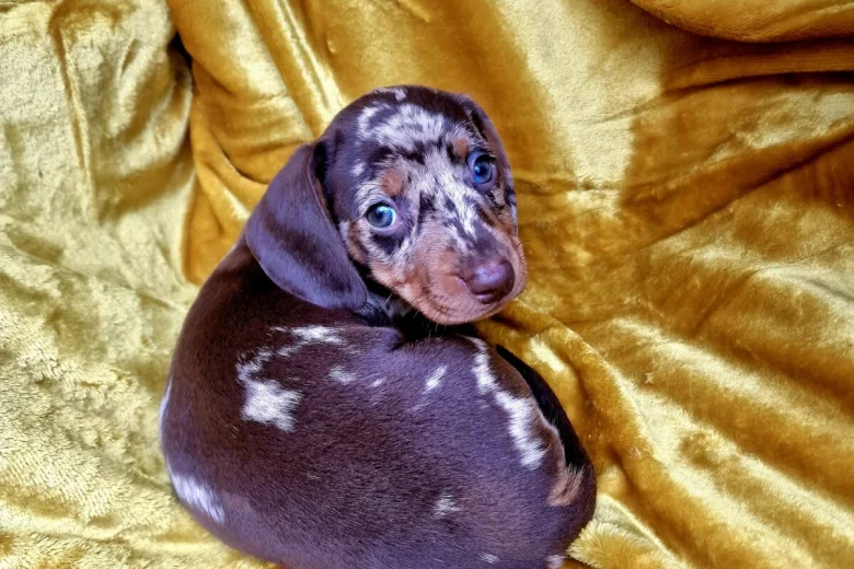 Dachshund (Miniature Smooth Haired)