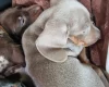 Dachshund (Miniature Smooth Haired)