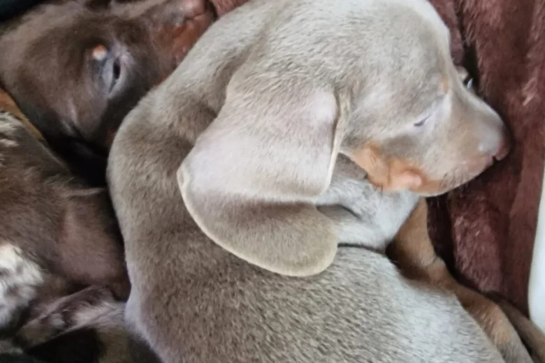 Dachshund (Miniature Smooth Haired)