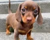 Dachshund (Miniature Smooth Haired)