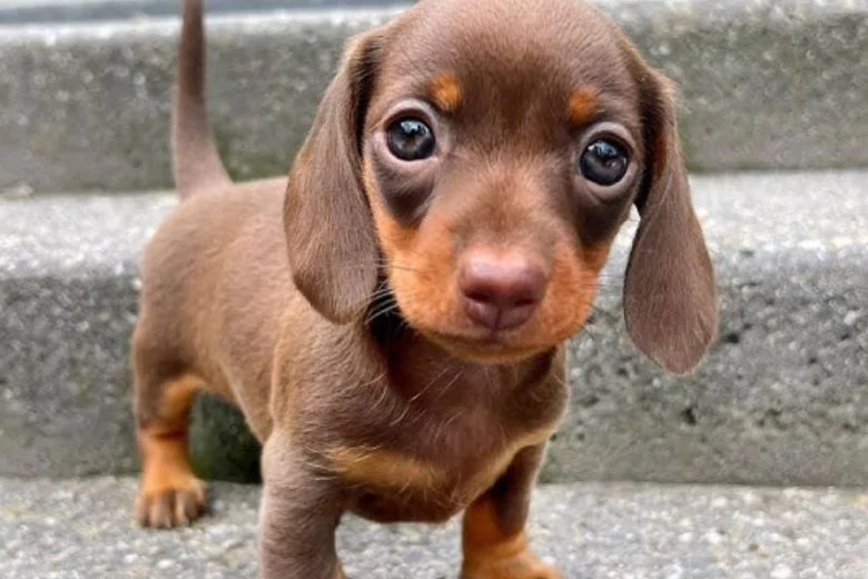 Dachshund (Miniature Smooth Haired)