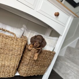 Dachshund (Miniature Smooth Haired)