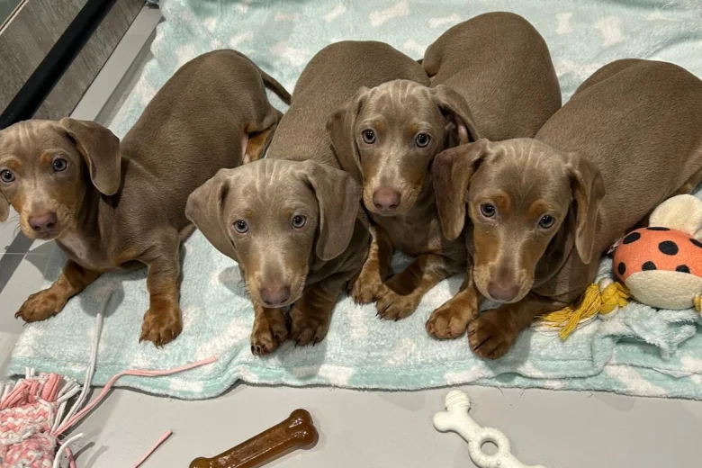Dachshund (Miniature Smooth Haired)