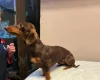 Dachshund (Miniature Smooth Haired)