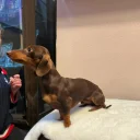 Dachshund (Miniature Smooth Haired)