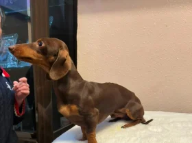 Dachshund (Miniature Smooth Haired)