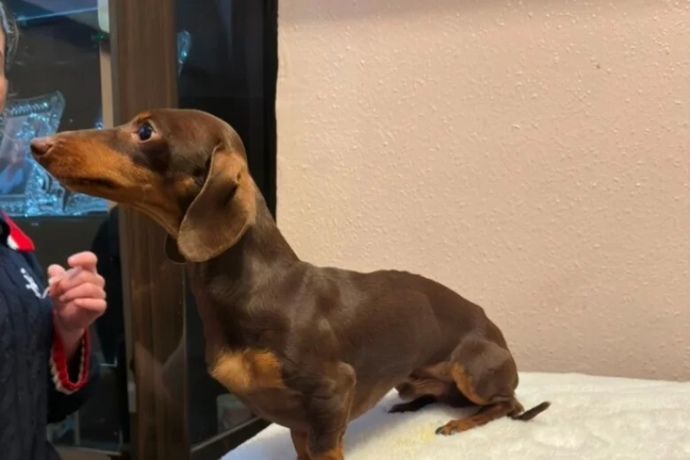 Dachshund (Miniature Smooth Haired)
