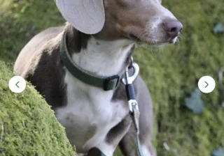 Stud