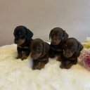 Dachshund (Miniature Smooth Haired)