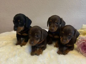 Dachshund (Miniature Smooth Haired)