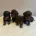 Dachshund (Miniature Smooth Haired)