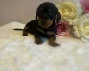 Dachshund (Miniature Smooth Haired)