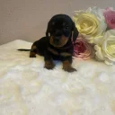 Dachshund (Miniature Smooth Haired)