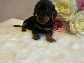 Dachshund (Miniature Smooth Haired)