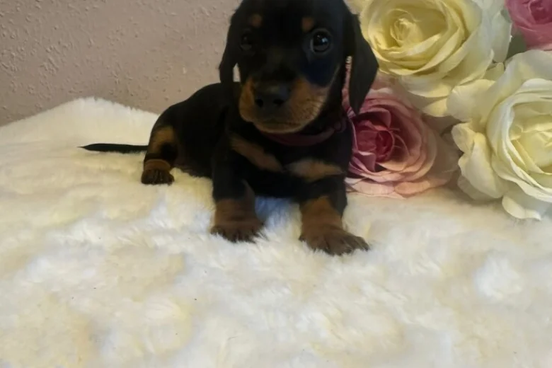 Dachshund (Miniature Smooth Haired)