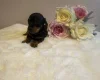 Dachshund (Miniature Smooth Haired)