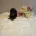 Dachshund (Miniature Smooth Haired)