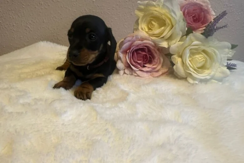 Dachshund (Miniature Smooth Haired)