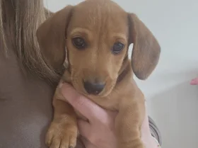 Dachshund (Miniature Smooth Haired)