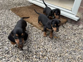 Dachshund (Miniature Smooth Haired)