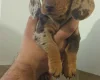 Dachshund (Miniature Smooth Haired)