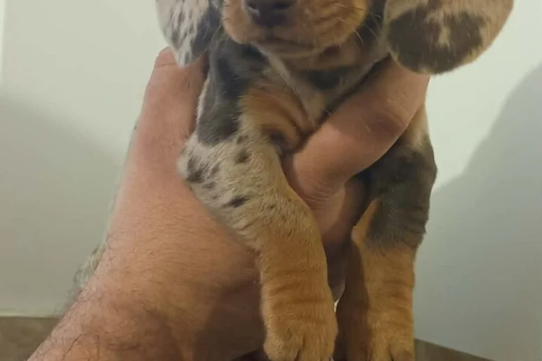 Dachshund (Miniature Smooth Haired)