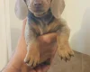 Dachshund (Miniature Smooth Haired)