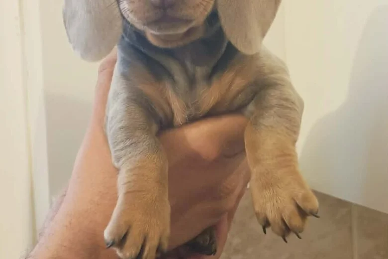 Dachshund (Miniature Smooth Haired)