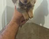 Dachshund (Miniature Smooth Haired)