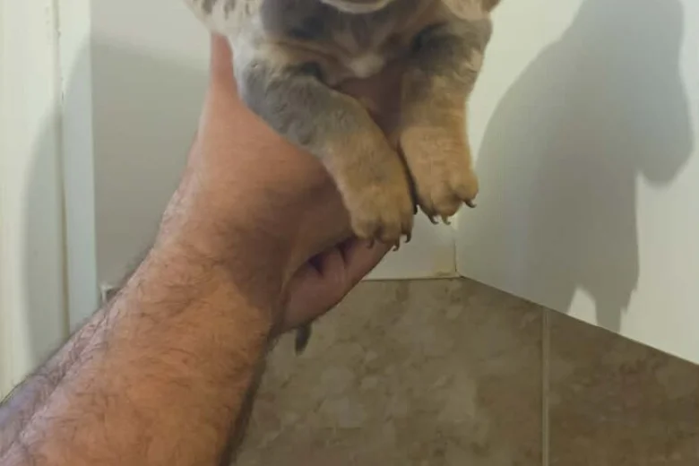 Dachshund (Miniature Smooth Haired)