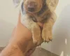 Dachshund (Miniature Smooth Haired)