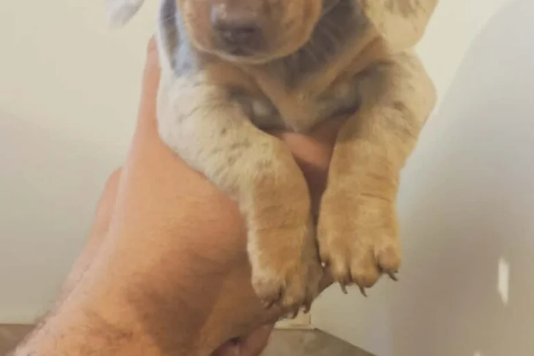 Dachshund (Miniature Smooth Haired)